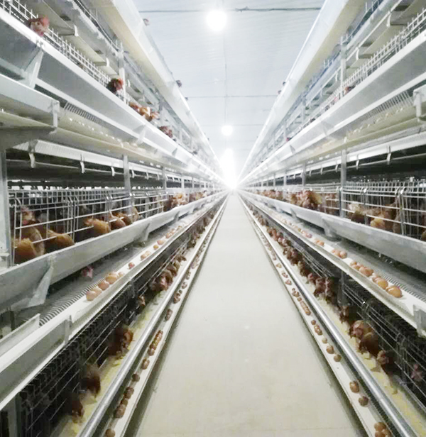 全自动养鸡设备蛋鸡效益大揭秘：商品料与自配料，，，，，，，，到底哪个好？？？？？？