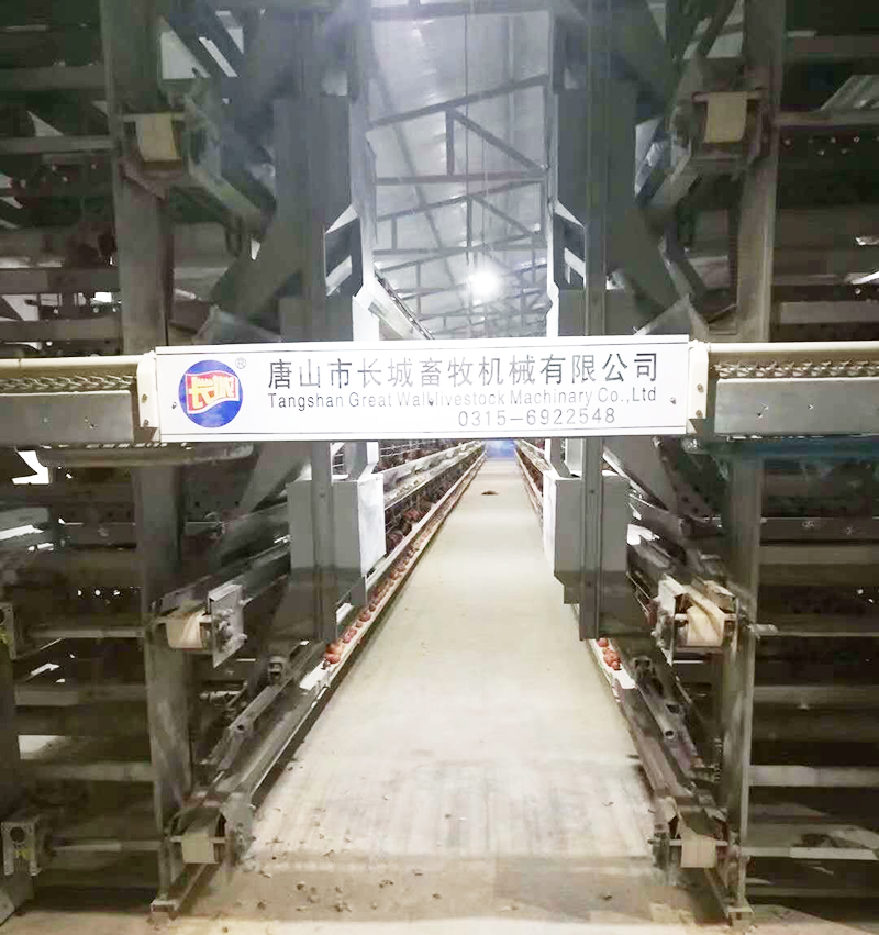 如果您想用自动化设备养蛋鸡，，，，，哪些蛋鸡设备是必不可少的？？？？？？？？